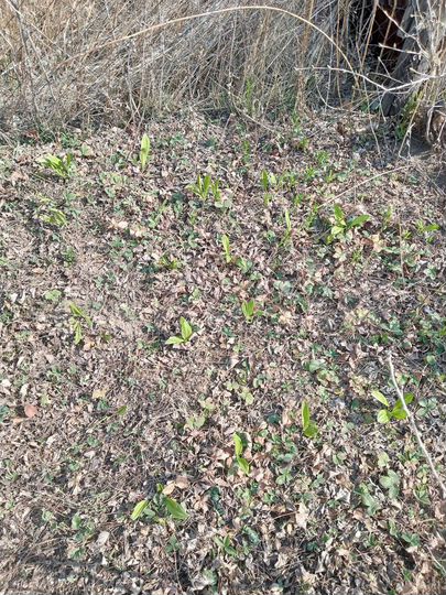 Участок 6 сот. (СНТ, ДНП)