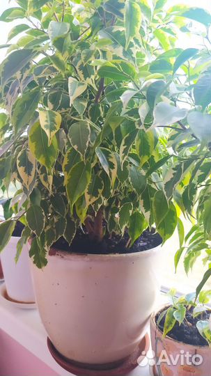 Фикус бенджамина