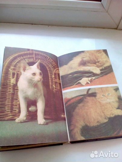 Ваши домашние четвероногие друзья