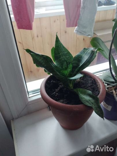 Сансевиерия щучий хвост