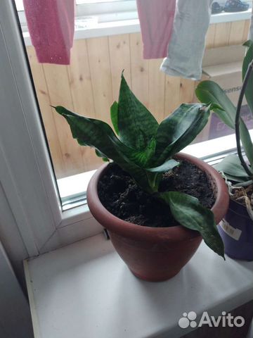 Сансевиерия щучий хвост