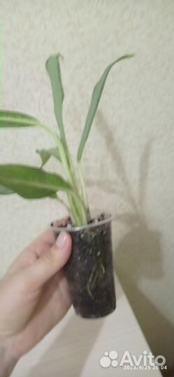 Аглаонема Вайт Ленс