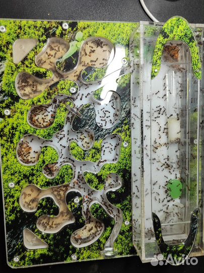 Муравейник с муравьями