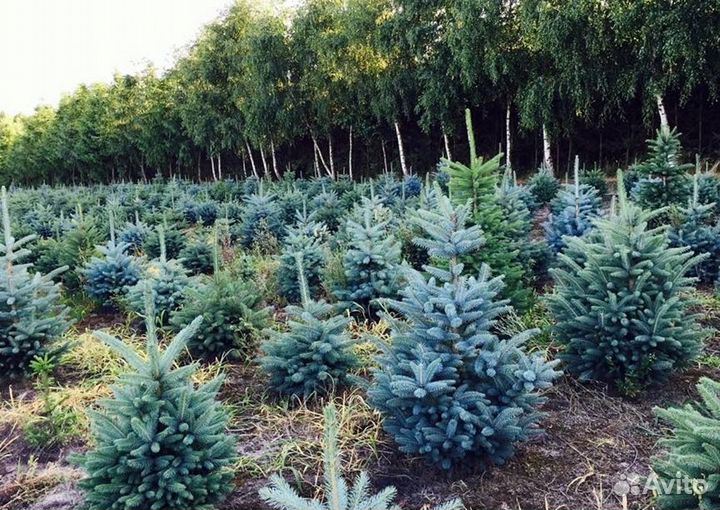 Еловые ветки Голубой ели. Нобилис. Датский