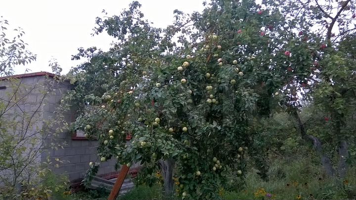 Участок 6 сот. (СНТ, ДНП)