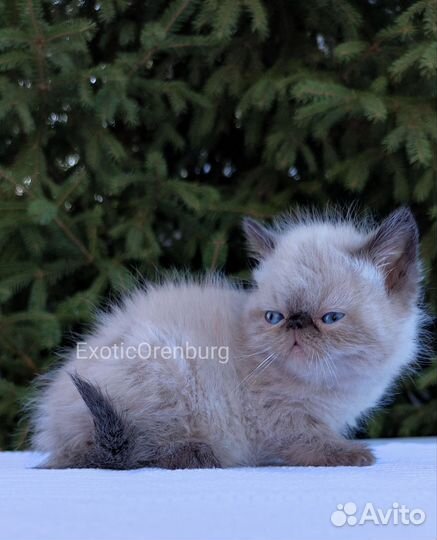 Экзотическая короткошерстная кошка