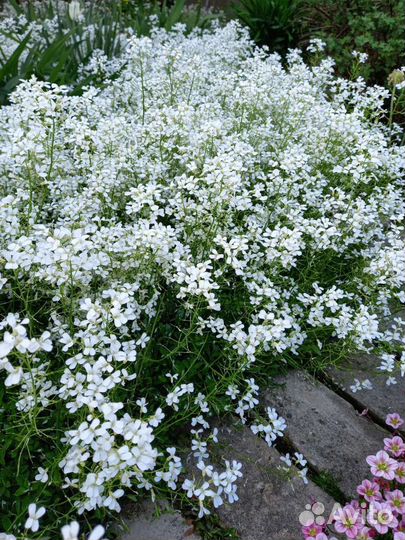 Камнеломка теневая Почвопокровная