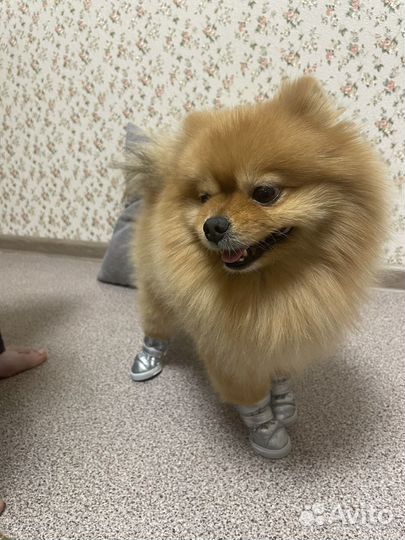 Обувь для собак мелких пород зимняя