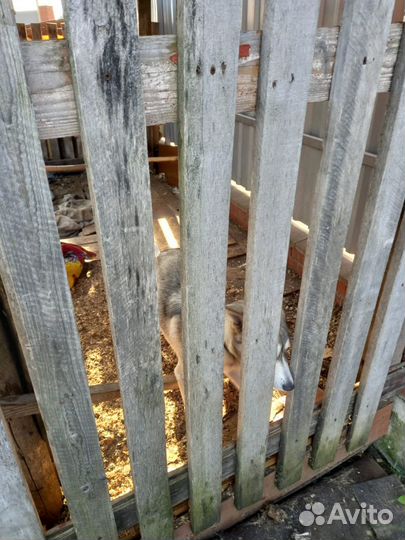 Звёздочке очень нужен дом