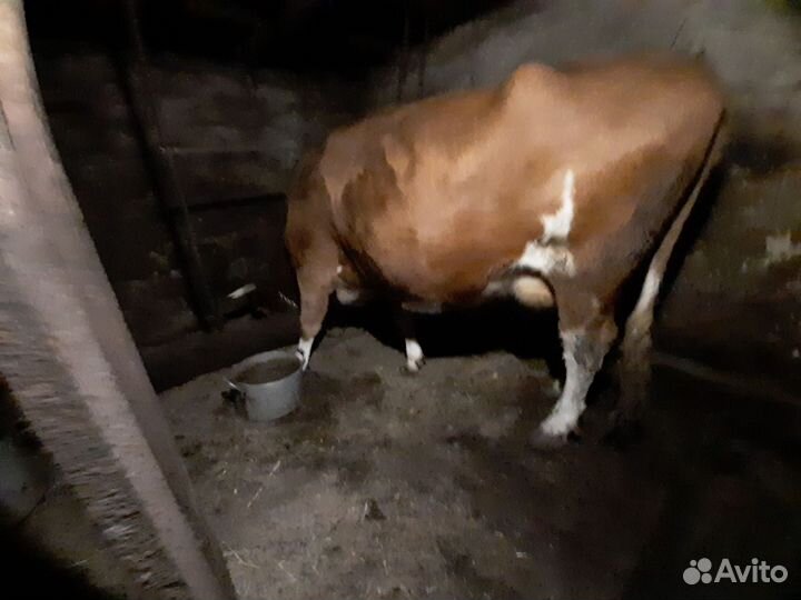 Корова на мясо