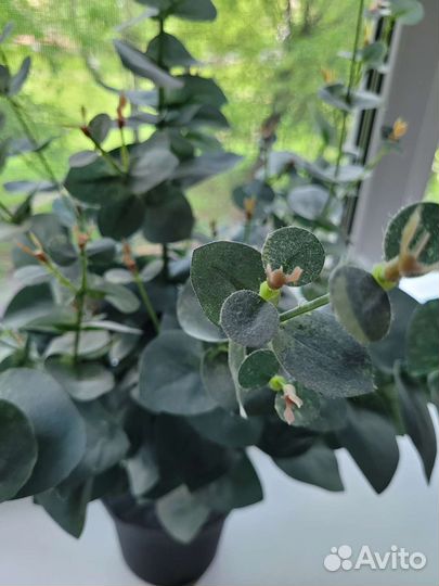 Фейка Икеа, эвкалипт