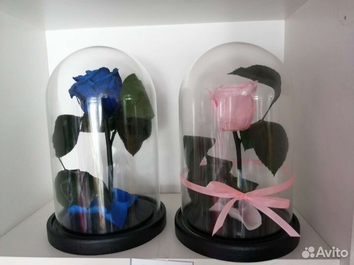 Неувядающая роза