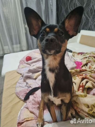 Той-терьер для вязки