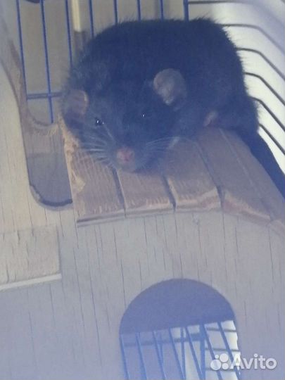 Крыса Дамбо с клеткой