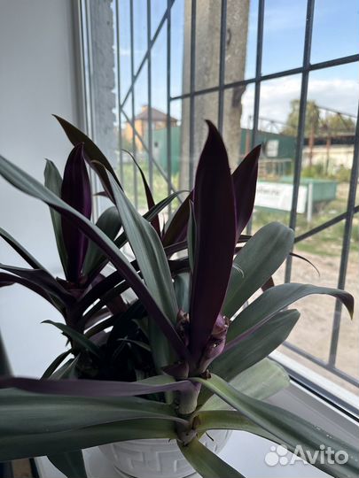 Традесканция Рэо