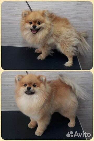 Стрижка собак, груминг, экспресс-линька