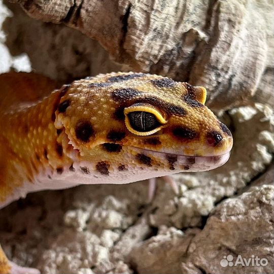 Ящерица Пятнистый леопардовый эублефар