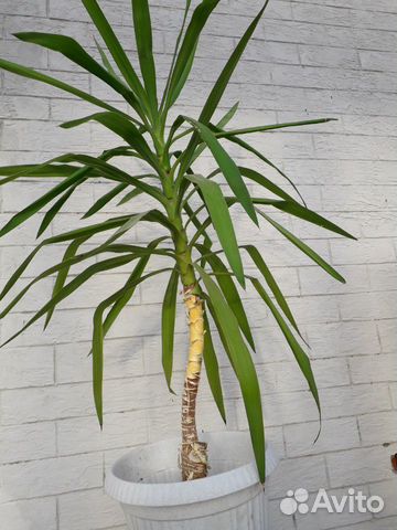 Хойя Керри Филодендрон