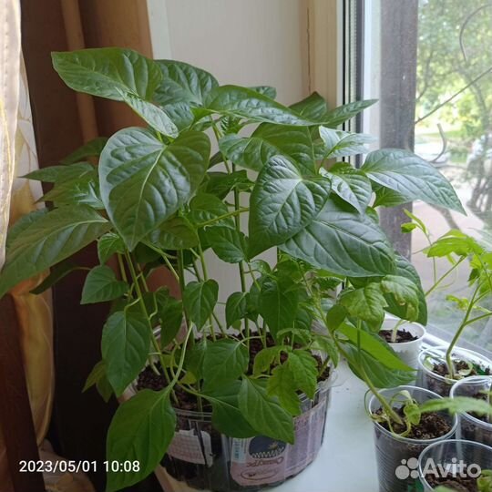 Рассада помидор и перцев