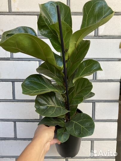 Фикус Лирата Бамбино