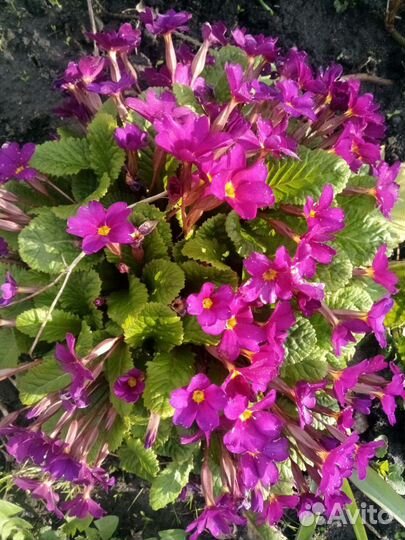 Цветы для сада многолетники