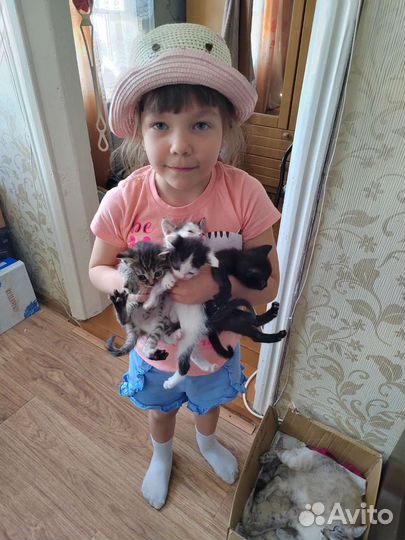 Кошки в добрые руки бесплатно