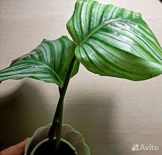 Ампельные и не только