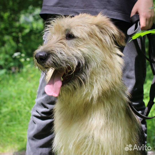 Тоби из Донбасса ищет дом