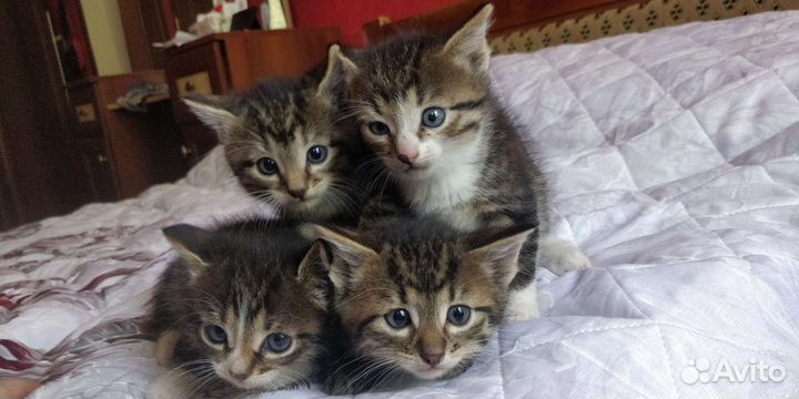 Котята от крысыловки