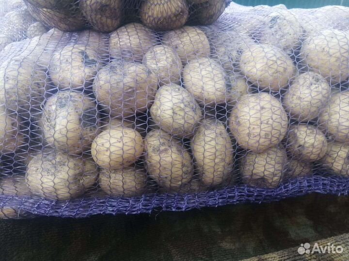 Картофель деревенский