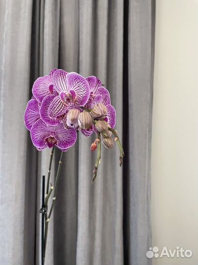 Орхидея фаленопсис доставка бесплатно