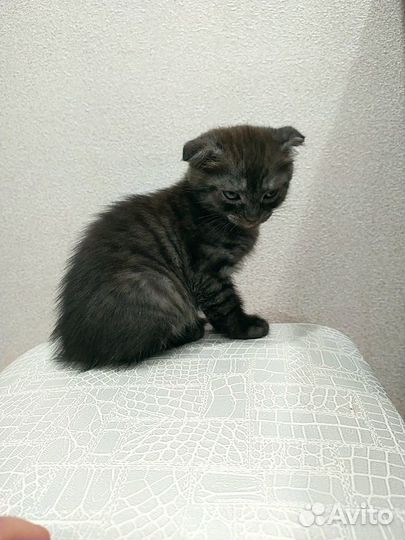 Британские котята