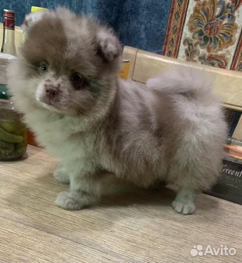 Померанский шпиц Лиловое Облако Мерле
