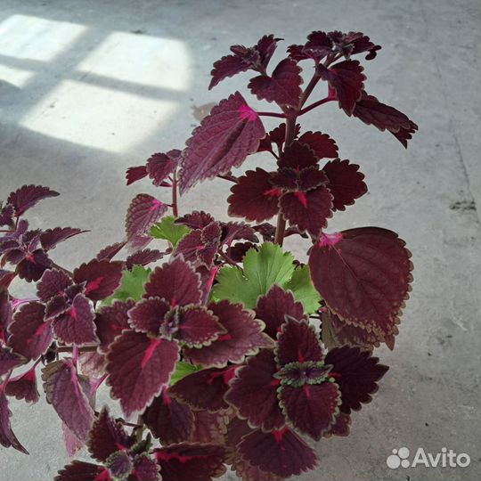 Комнатные цветы