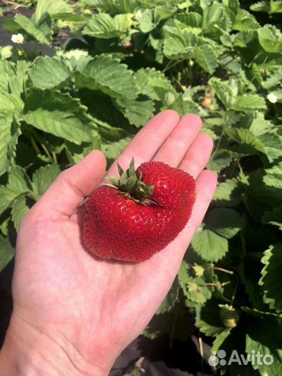 Клубника рассада