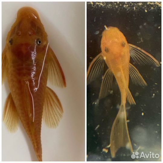 Меченосец рубин. Анцитпус супер рэд вуалевый