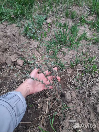 Облепиха саженцы