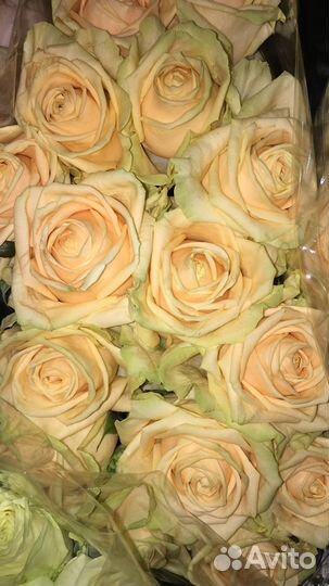 Розы с бесплатной доставкой