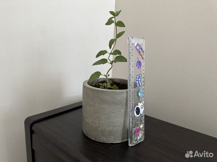 Сортовая мята Блэк Митчам