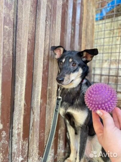 Малышка грустит в приюте