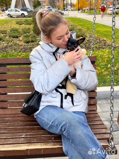 Мини той-терьер Вязка