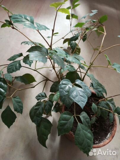 Циссус березка комнатная