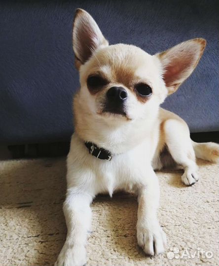 Вязка мини чих