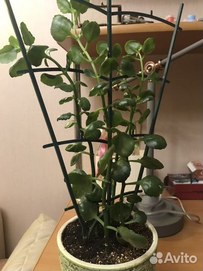 Комнатные цветы каланхоэ