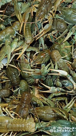 Раки обалденные