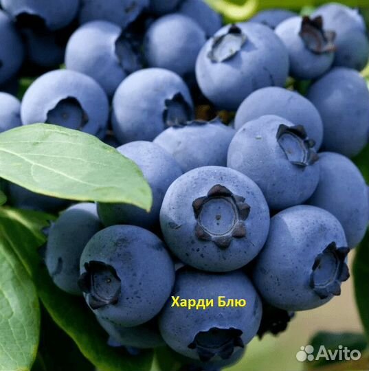 Саженцы голубики