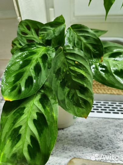 Маранта керховена