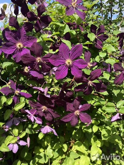 Клематисы