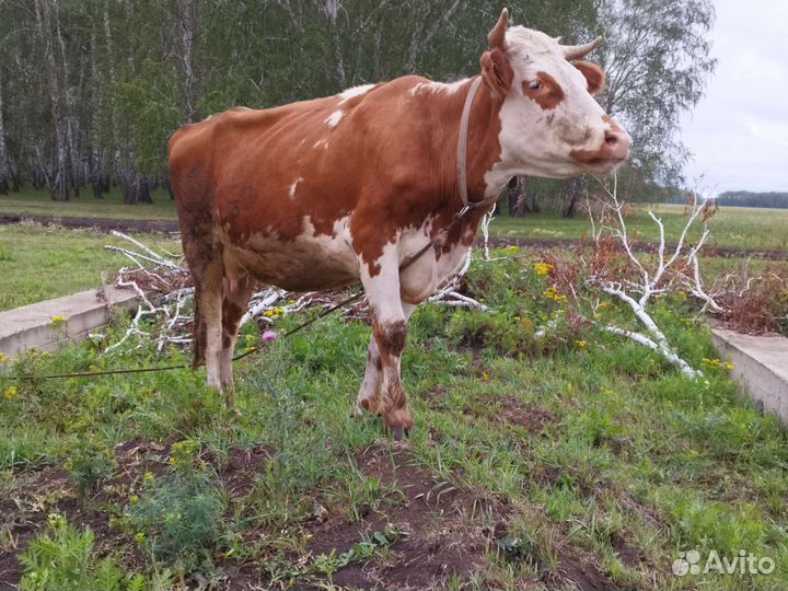 Корова дойная,телки