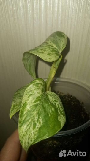 Сциндапсус марбл квин